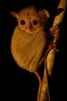 Nartoun zapadosundsky - Tarsius bancanus - Western Horsfields Tarsier o6620-2